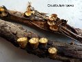 Crucibulum crucibuliforme-amf734-1
